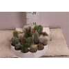 Cactus Mix Rondella