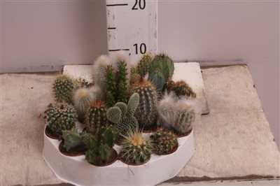 Cactus Mix Rondella