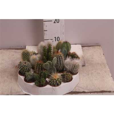 Cactus Mix Rondella