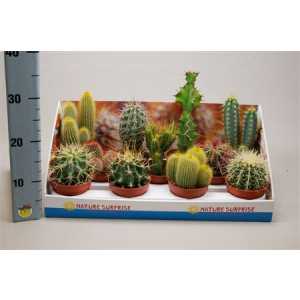 Cactus Mix Showdoos