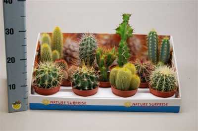 Cactus Mix Showdoos