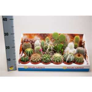 Cactus Mix Showdoos