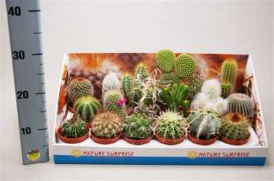 Cactus Mix Showdoos