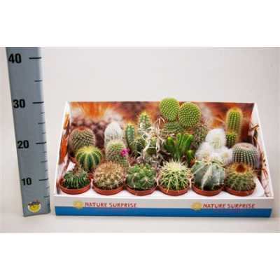 Cactus Mix Showdoos