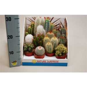 Cactus Mix Showdoos