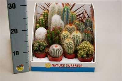 Cactus Mix Showdoos