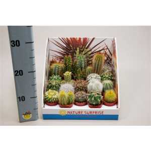 Cactus Mix Showdoos