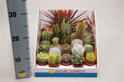 Cactus Mix Showdoos