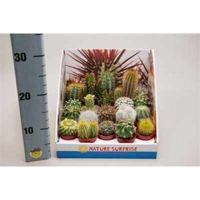 Cactus Mix Showdoos