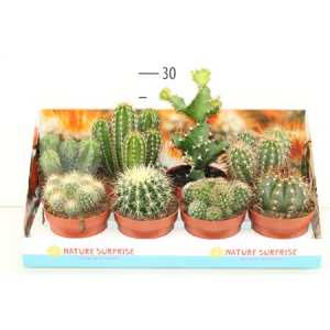 Cactus Mix Showdoos