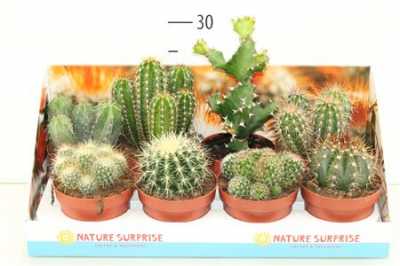 Cactus Mix Showdoos