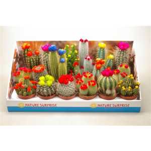 Cactus Versierd Strobloem