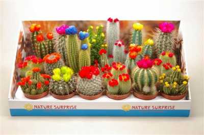 Cactus Versierd Strobloem