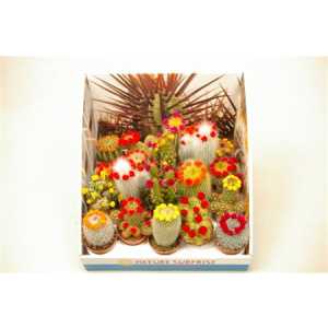 Cactus Versierd Strobloem Showdoos