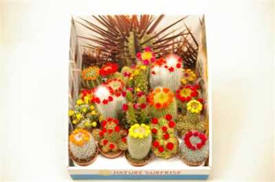Cactus Versierd Strobloem Showdoos