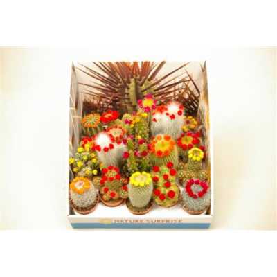 Cactus Versierd Strobloem Showdoos