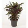 Calathea Wavestar