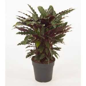 Calathea Wavestar