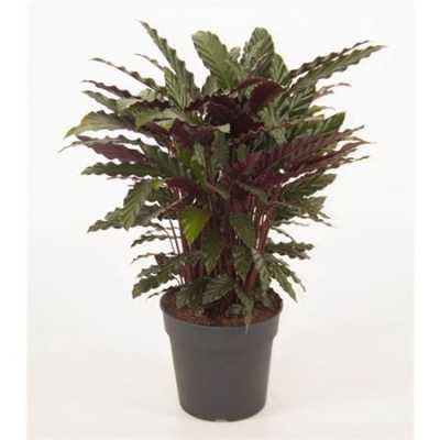 Calathea Wavestar