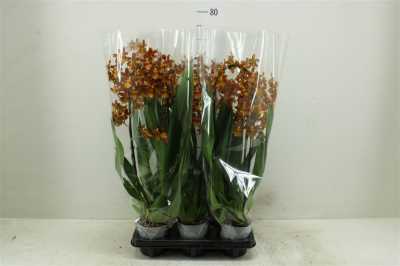 Cambria Cascade Cathatante 1 Tak