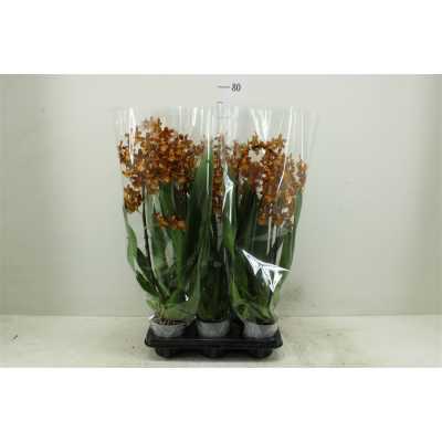 Cambria Cascade Cathatante 1 Tak