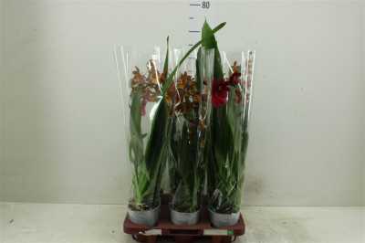 Cambria Cascade Mix 1 Tak