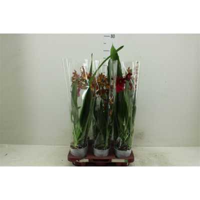 Cambria Cascade Mix 1 Tak