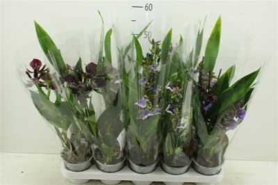 Орхидея Zygopetalum 2 Tak оптом
