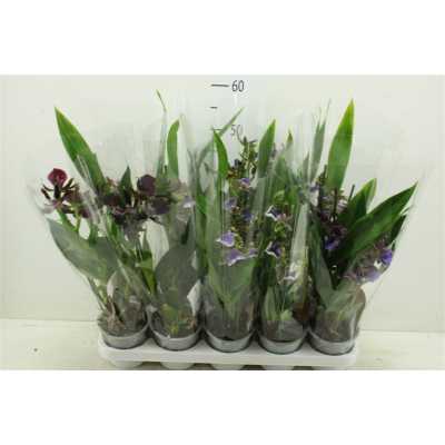 Орхидея Zygopetalum 2 Tak оптом