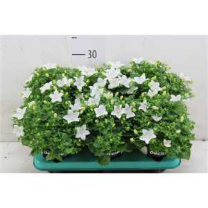 Campanula Atlanta