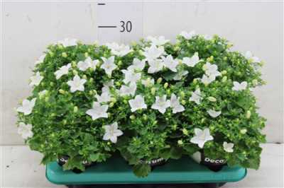 Campanula Atlanta