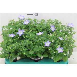 Campanula Berlin Bicolor