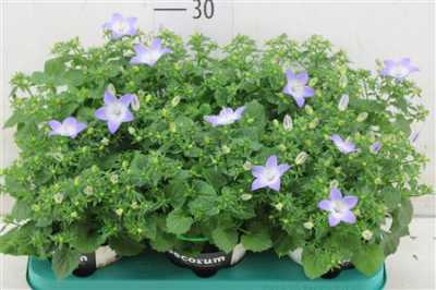 Campanula Berlin Bicolor