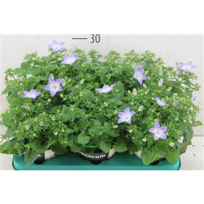 Campanula Berlin Bicolor