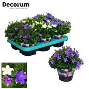 Campanula Mix In Tray