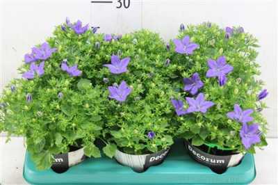 Campanula Napoli