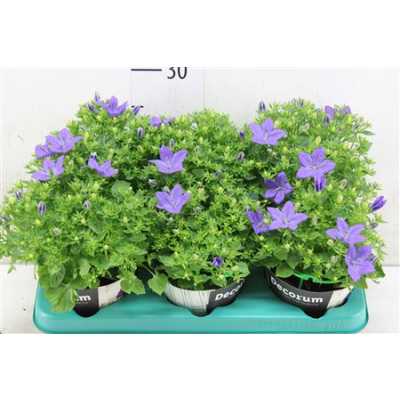 Campanula Napoli