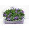 Campanula Port Blueone