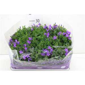 Campanula Port Blueone