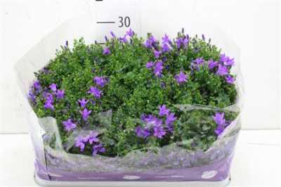Campanula Port Blueone