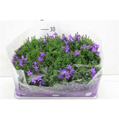 Campanula Port Blueone