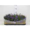 Campanula Port Get Mee Blue