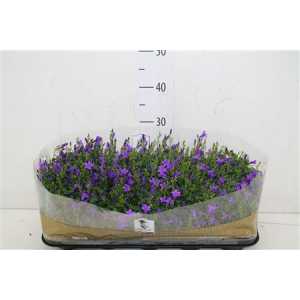 Campanula Port Get Mee Blue