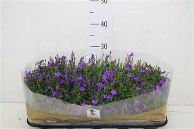 Campanula Port Get Mee Blue