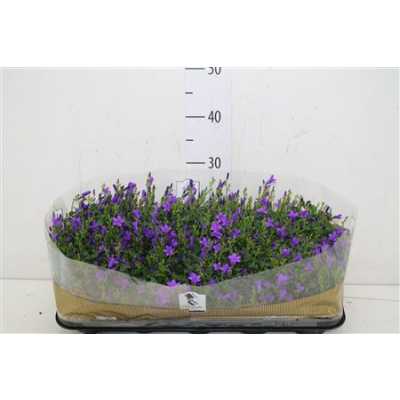 Campanula Port Get Mee Blue