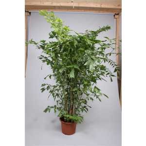 Caryota Mitis