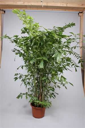 Caryota Mitis
