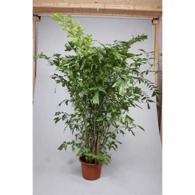 Caryota Mitis