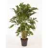 Caryota Mitis P27