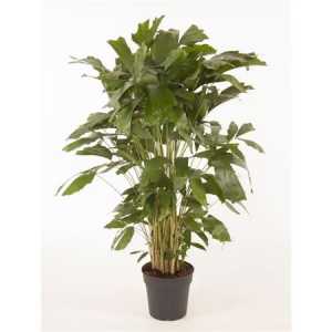 Caryota Mitis P27